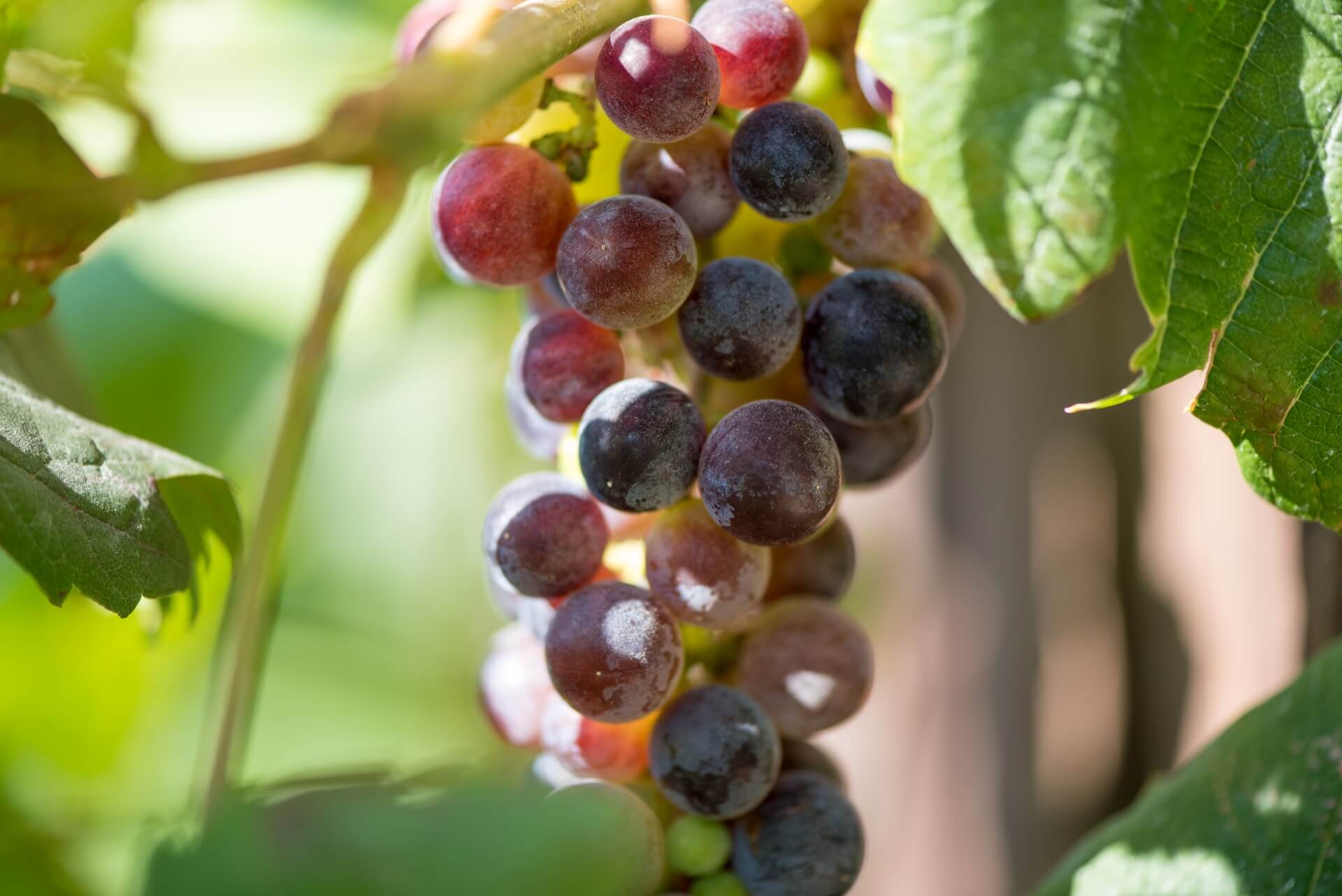 OPG Matej Kovačević autor Predrag Uskoković 1